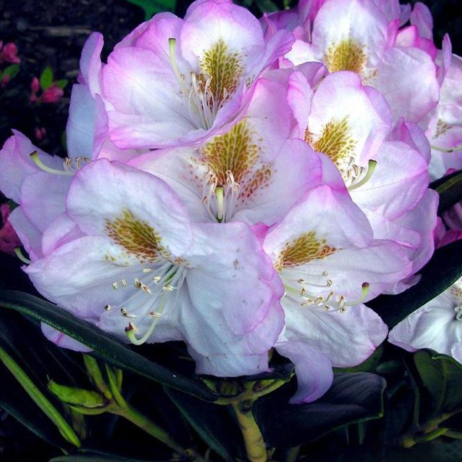 Rhododendron Hybridum C1