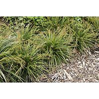 Carex morrowii Variegata C2