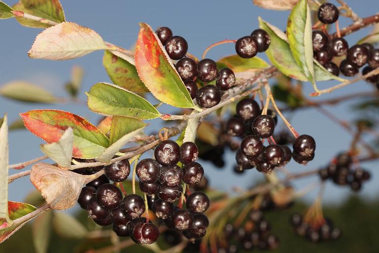 Aronia melanocarpa aron a C3 40 - 60