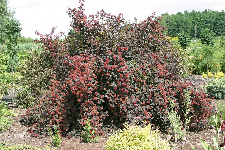 Physocarpus opulifolius diabolo pbr C5 60 - 80