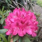 Rhododendron Hybridum C5/EXL