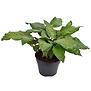 Calathea musaica network 14/45