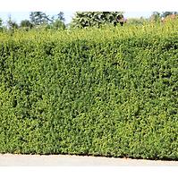 Taxus media (x) hillii C3 40-50