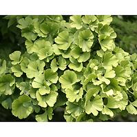 Ginkgo biloba C5 80-100