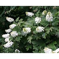 Hydrangea quercifolia mix C5 40-60