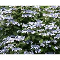 Hydrangea serrata cloudi ilvoclou C5 40-60