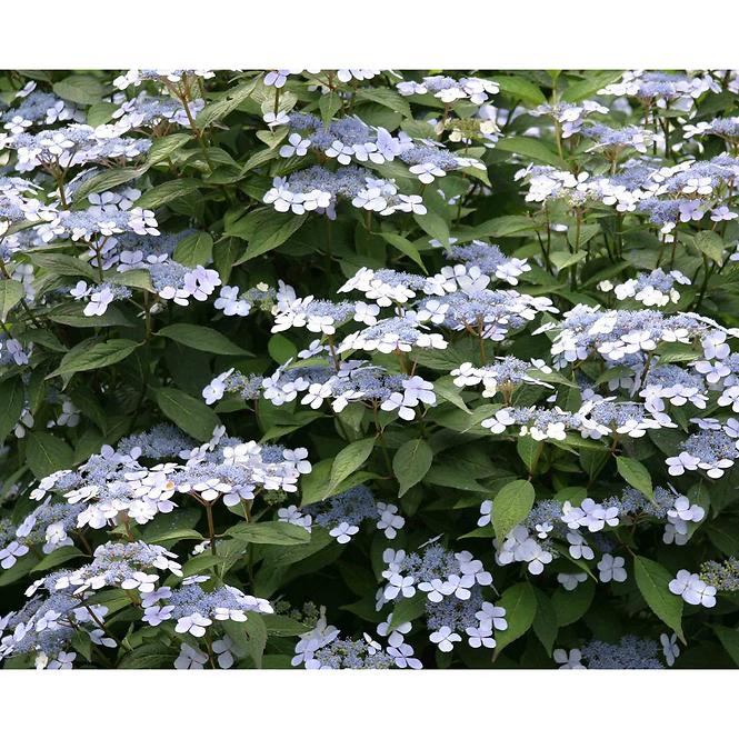 Hydrangea serrata cloudi ilvoclou C5 40-60