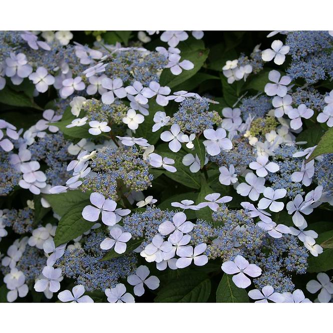 Hydrangea serrata cloudi ilvoclou C5 40-60