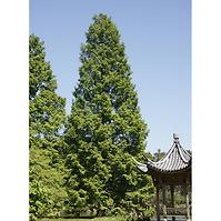 Metasequoia glyptostroboides C3 60-80