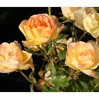 Rosa golden penny rugul C2 20-30