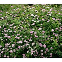 Spiraea densiflora C2 20-30