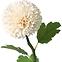 Chryzantéma biela pompon 51 cm,2