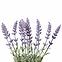Umelá lavenduľa v kvetináči 25 cm,2