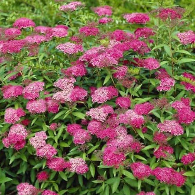 Spiraea japonica magic carpet „Walbuma”