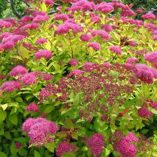 Spiraea japonica magic carpet „Walbuma”