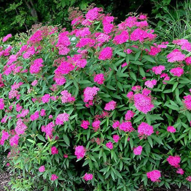 Spiraea japonica magic carpet „Walbuma”