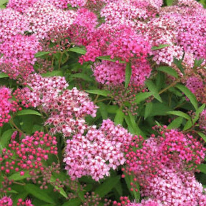 Spiraea japonica magic carpet „Walbuma”