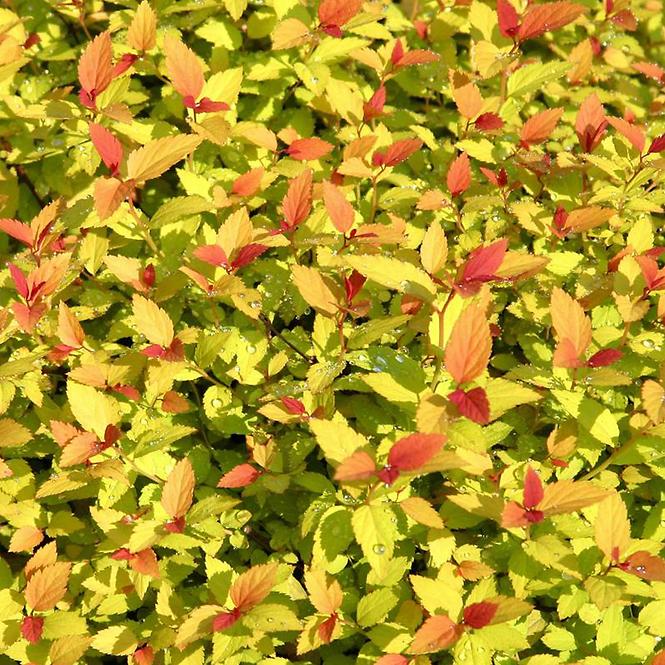 Spiraea japonica magic carpet „Walbuma”