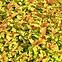 Spiraea japonica magic carpet „Walbuma”,5