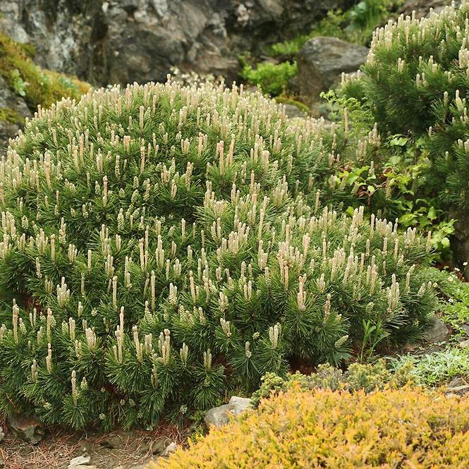 Pinus mugo var. pumilio