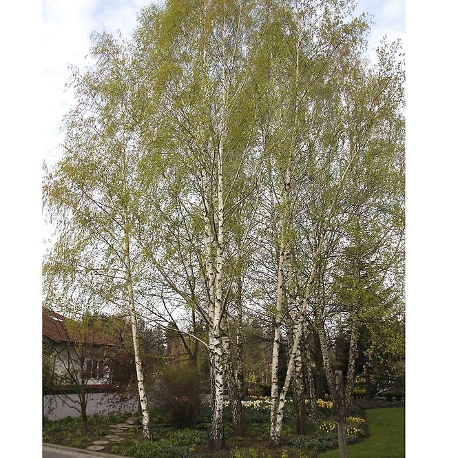 Betula pendula C5 120-140 cm