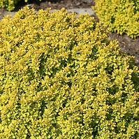 Berberis th. Bonanza Gold Bogozam (pbr)