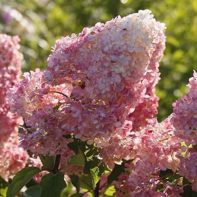 Hydrangea paniculata Vanille Fraise