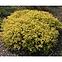 Spiraea japonica C 1,5,2