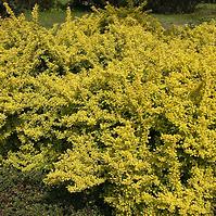 Berberis thunbergii Aurea