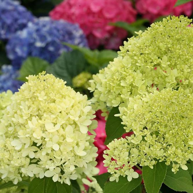 Hydrangea paniculata Limelight PBR