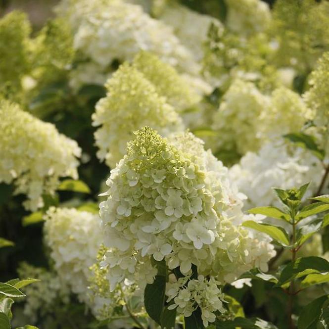 Hydrangea paniculata Limelight PBR