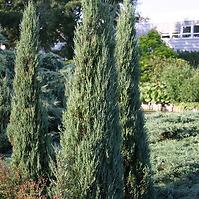 Juniperus scopulorum Blue Arrow