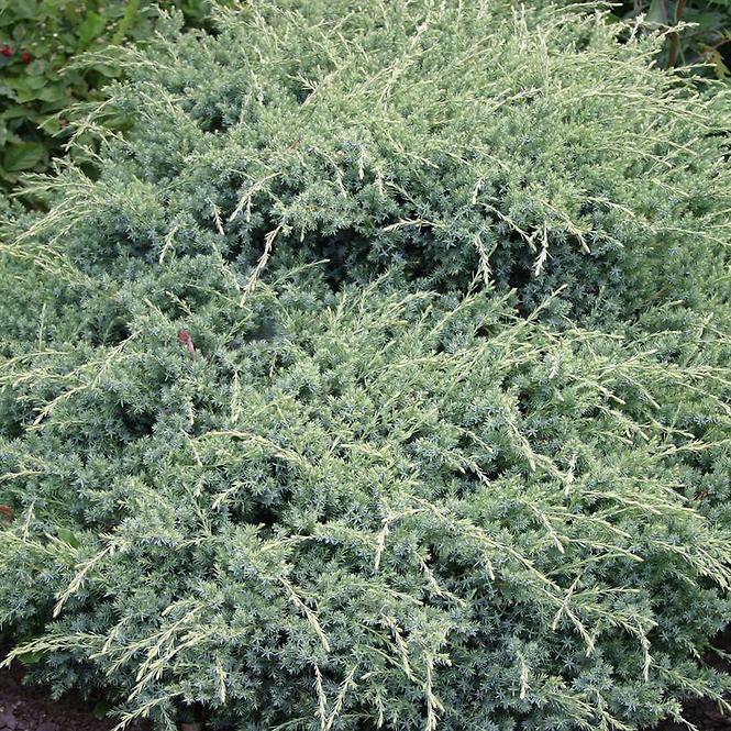 Juniperus squamata Blue Carpet