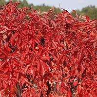 Parthenocissus quinquefolia murorum