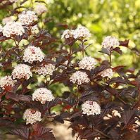 Physocarpus opulifolius diable dor