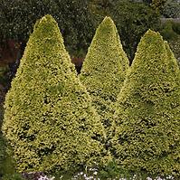 Picea glauca daisys white 25-30 cm