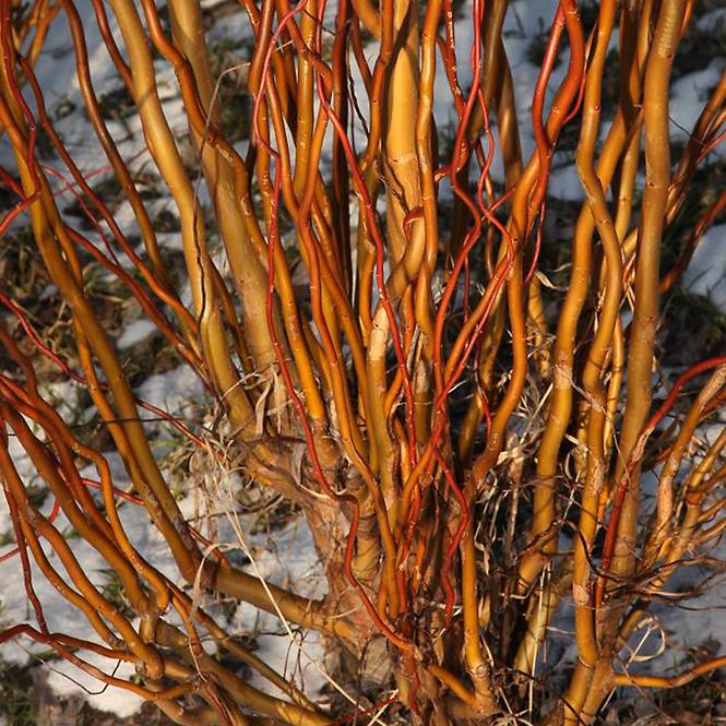 Salix babylonica Tortuosa