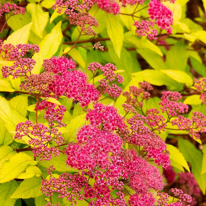 Spiraea japonica goldflame