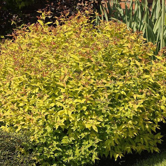 Spiraea japonica goldflame