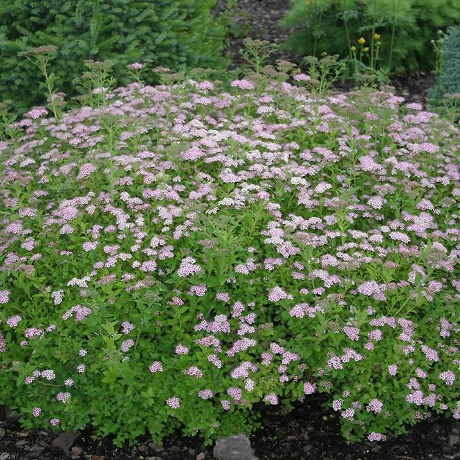 Spiraea japonica Japanese Dwarf