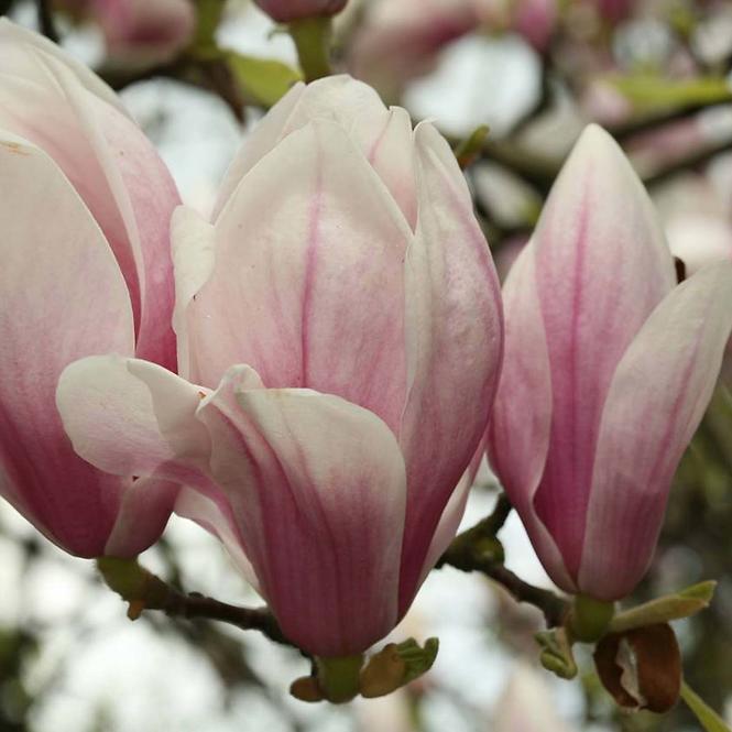 Magnolia soulangeana