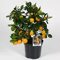 Citrofortunella Calamondin 15 /40