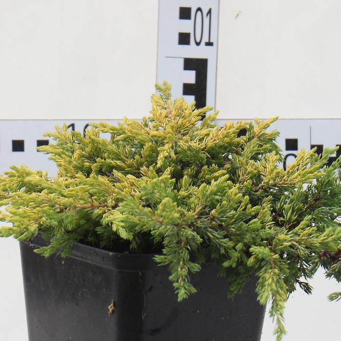 Juniperus Communis Goldschatz C3