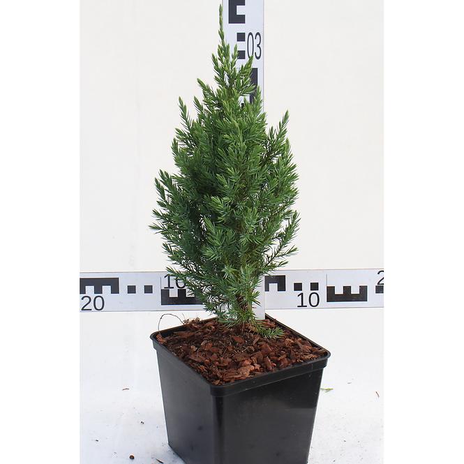 Juniperus Chinensis STRICTA