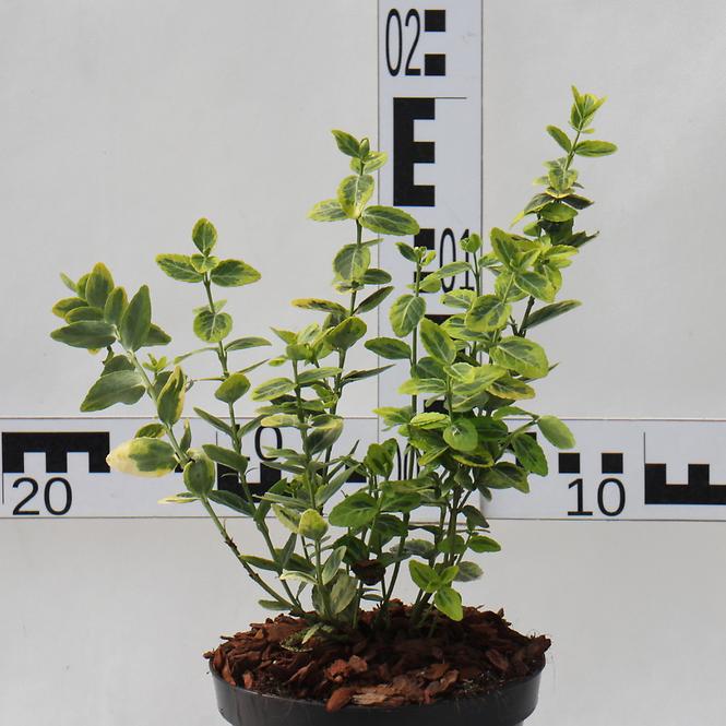 Euonymus Fortunei C1,5