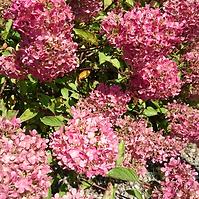 Hydrangea Licencjonowane C5