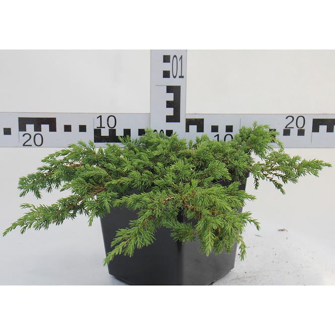 Juniperus Communis Green Carpet C3