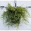 Juniperus Pfitzeriana (X) Old Gold C3