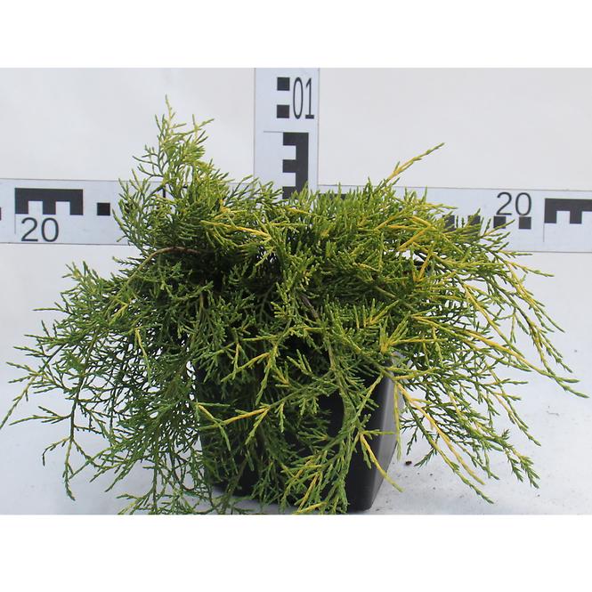 Juniperus Pfitzeriana (X) Old Gold C3