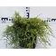 Juniperus Pfitzeriana (X) Old Gold C3,2